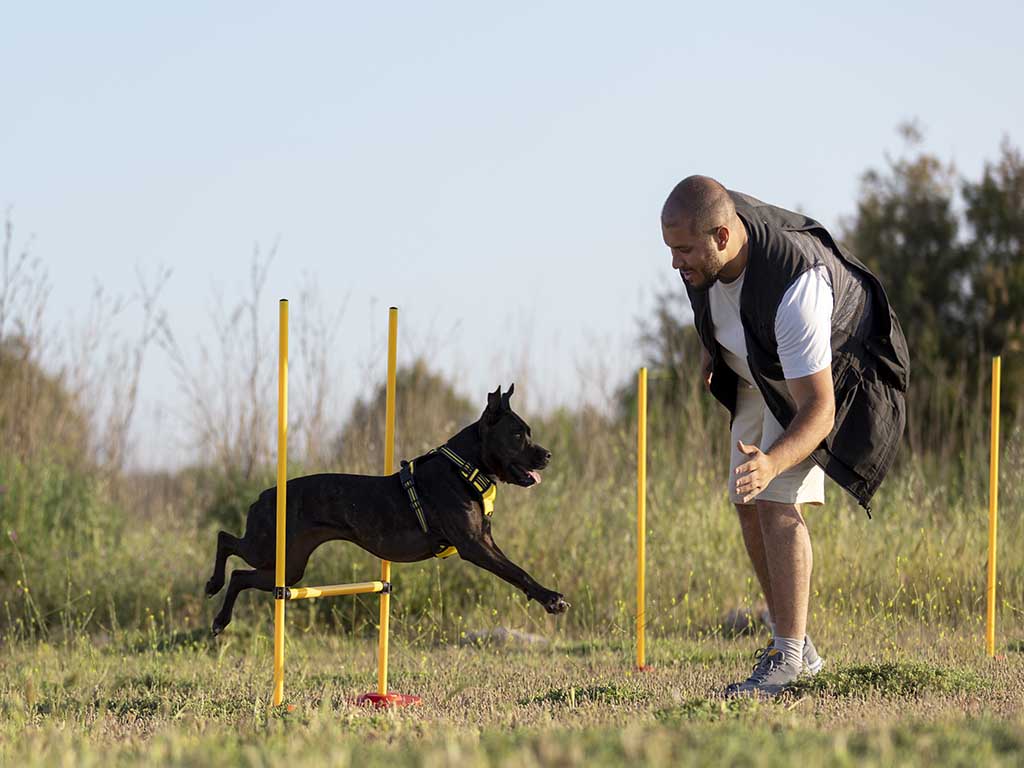 Köpekler Için Egzersiz Önerileri